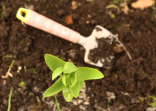 Seedbed  with shovel plant sprouts close up photo — Stock Photo, Image