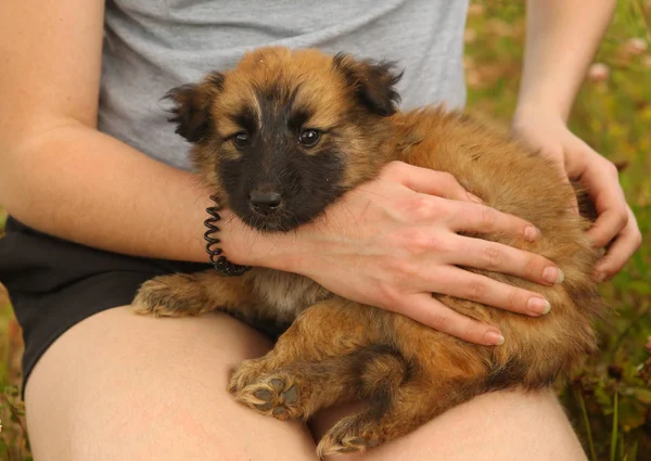 Black mask puppy on human lap — Stock Photo, Image