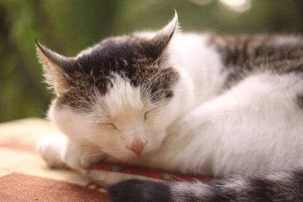 Kat dutje op de zomer tuin achtergrond slapen — Stockfoto