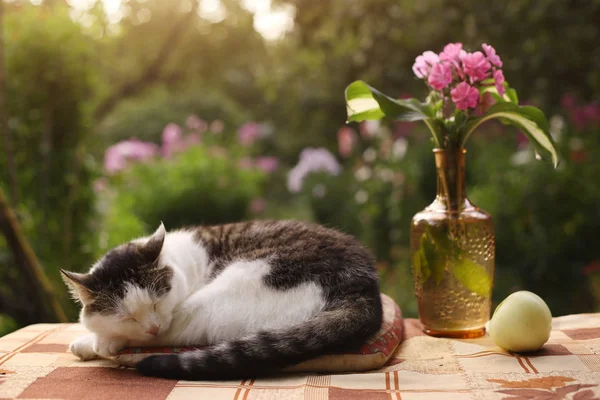 Dormir cochilando gato com flores flox em vaso — Fotografia de Stock