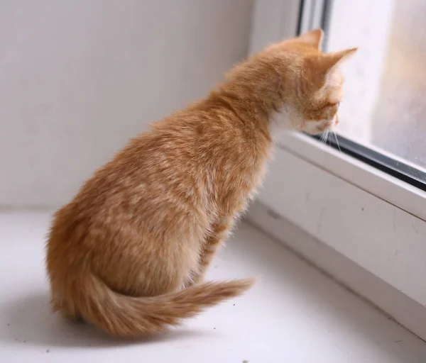 Pequeno gatinho vermelho no peitoril da janela fechar foto — Fotografia de Stock