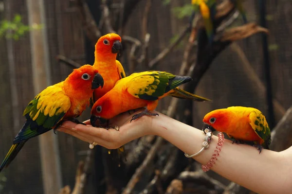 Ara papegojor sitta på mänskliga händer nära upp foto — Stockfoto