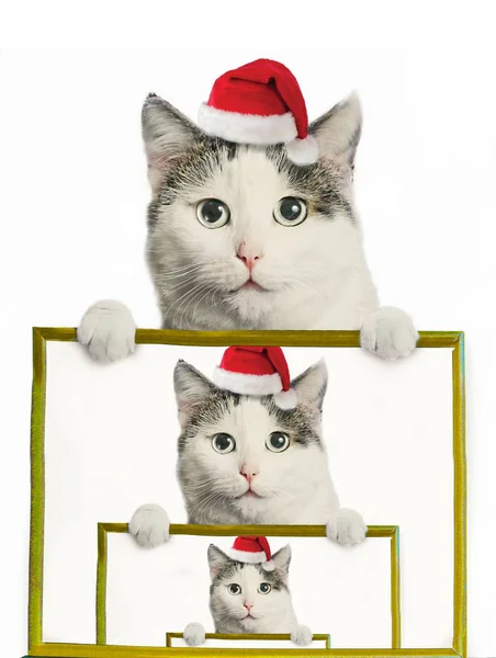 산타 모자를 쓴 웃긴 고양이가 복사 우주 예수의 모습을 액자에 넣어 — 스톡 사진