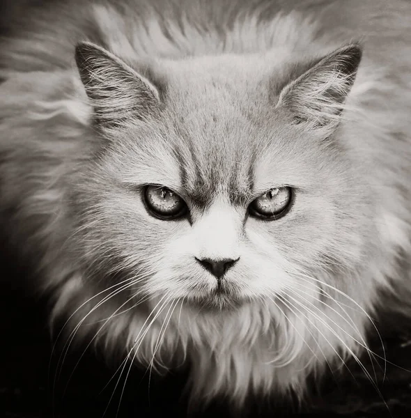 Persian cat warning gaze close up portrait — Stock Photo, Image