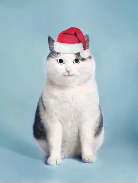 Gato divertido en sombrero de santa y foto enmarcada con Cristo espacio de copia —  Fotos de Stock