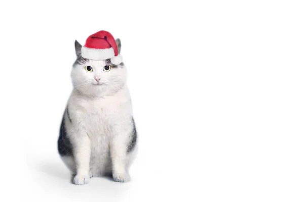 Gato divertido en sombrero de santa y foto enmarcada con Cristo espacio de copia —  Fotos de Stock