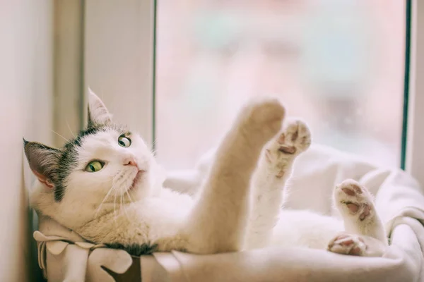 Funny photo of white cat in cat bed with paws outstretched and c — Stock Photo, Image