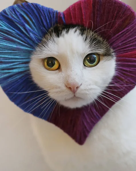 Visage de chat dans le cadre de coeur de laine Valentine close up photo sur blanc — Photo