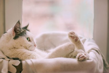 Kedi yatağında pençelerini uzatmış beyaz kedinin komik fotoğrafı.