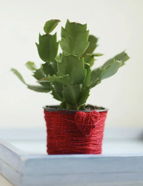 Sclubergera cactus in red jarn decorated pot on windowsill — Stock Photo, Image