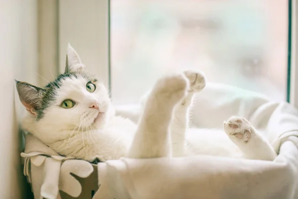 Смешное фото белой кошки в коробке пур в кошачьей постели с лапами наружу — стоковое фото