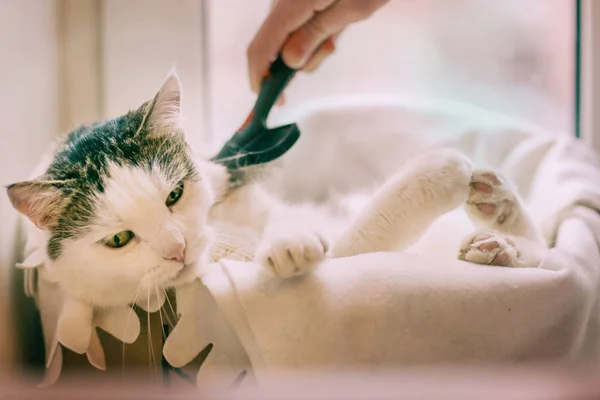 Foto engraçada do gato branco na caixa pur na cama do gato com patas para fora — Fotografia de Stock