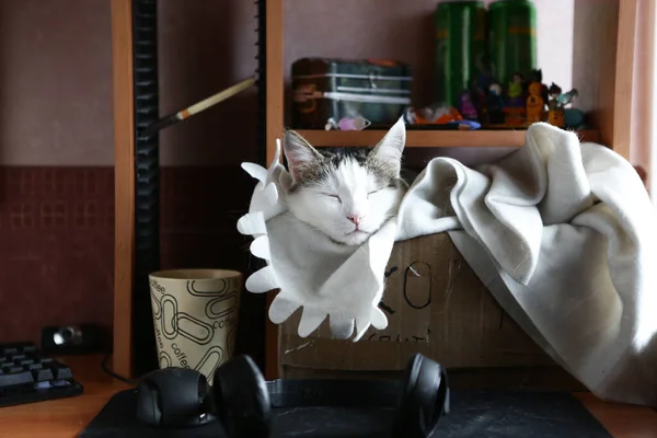 Смешное Фото Белой Кошки Коробке Столе Компьютерной Чашкой Наушниками — стоковое фото