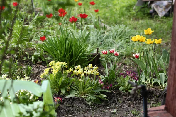 Beau Jardin Formel Avec Herbe Verte Tulipes Rouges Jaunes Photo — Photo