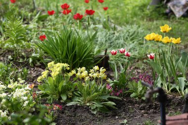 Yeşil çimenli, kırmızı ve sarı laleli güzel bir bahçe.