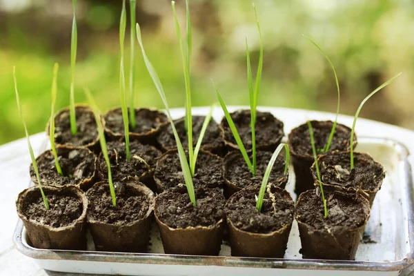 Brote Vegetación Maceta Turba Lista Para Ser Planta Huerta — Foto de Stock