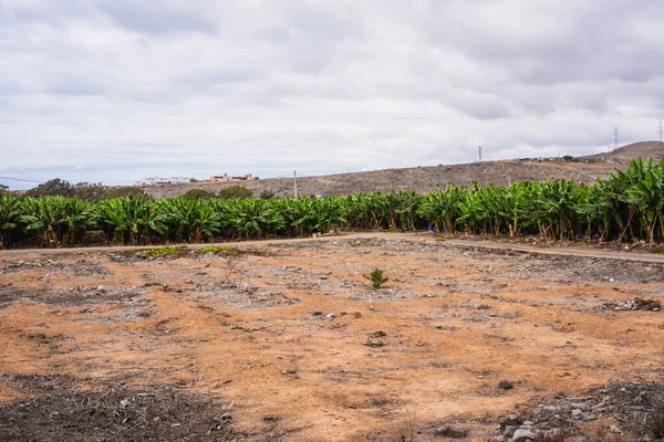 Plantación de plátanos en las Islas Canarias — Foto de Stock