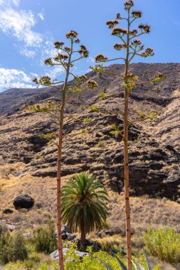 Gran Kanarya adasındaki bir volkan kanında palmiye ağaçları
