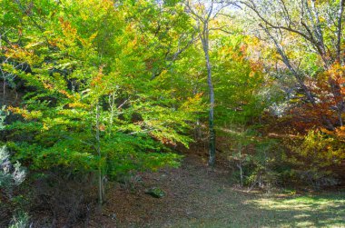 Hayedo de Montejo 'da sonbaharın başında kayın ağacı sararmaya başlıyor.