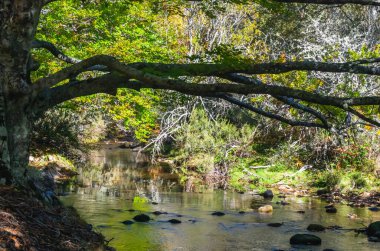 Hayedo de Montejo 'yu geçen nehir.