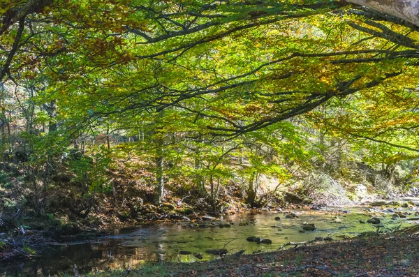 Río que cruza el Hayedo de Montejo — Foto de Stock