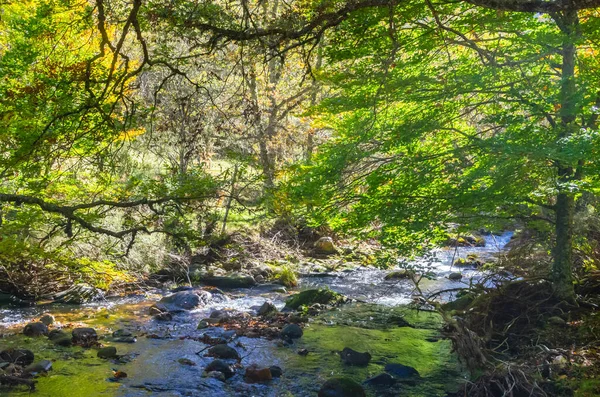 Río que cruza el Hayedo de Montejo — Foto de Stock