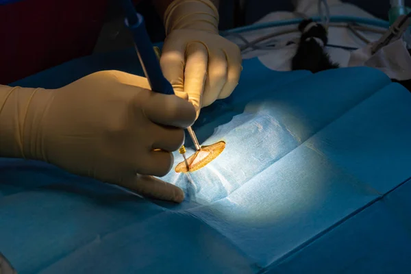 Хирургический разрез электрическим скальпелем живота кошки — стоковое фото