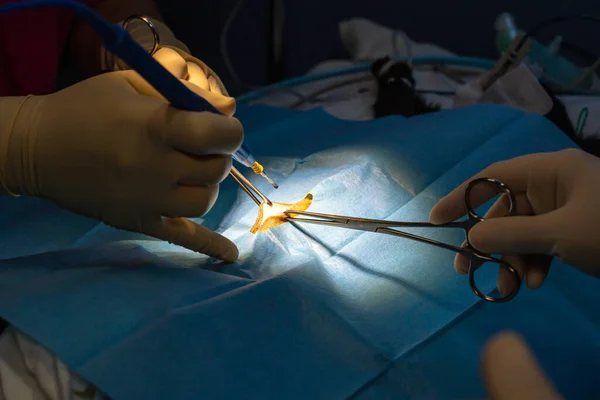 Sebészeti bemetszés boncolási fogóval és a macska hasának elektromos szikéjével — Stock Fotó