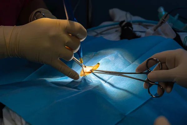 Incisão cirúrgica com pinça de dissecção e bisturi elétrico do abdômen de um gato — Fotografia de Stock