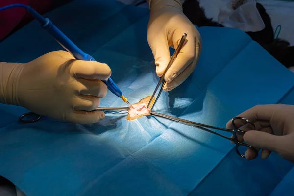 Incisión quirúrgica con pinzas de disección y bisturí eléctrico del abdomen de un gato — Foto de Stock