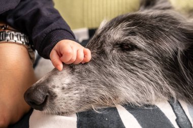 Bebek eli bir köpeğin yüzünü okşuyor.