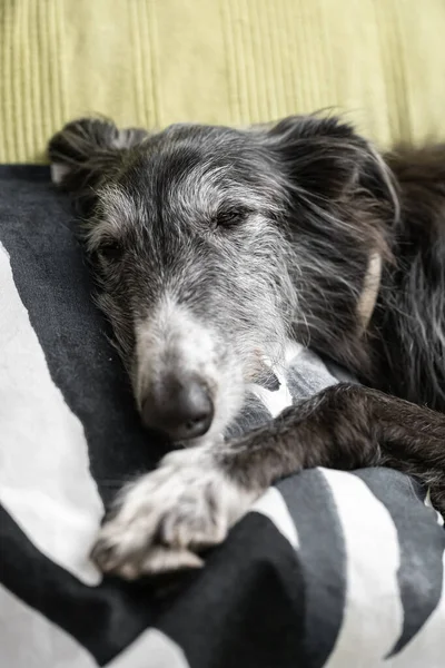 Perro durmiendo en el cojín de un sofá — Foto de Stock