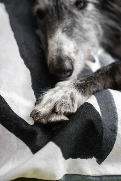 Perro durmiendo en el cojín de un sofá — Foto de Stock