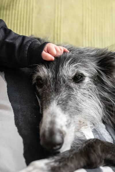 Mano de bebé acariciando la cara de un perro — Foto de Stock