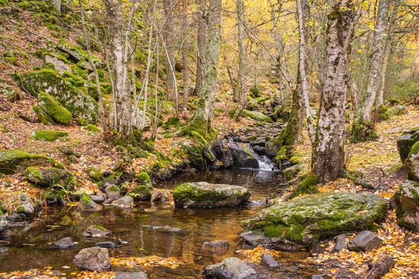 Creek crossing a birch grove — Stock Photo, Image