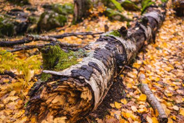 Sonbaharda bir ormanda yapraklarla ve yosunlarla kaplanmış bir ağaç.