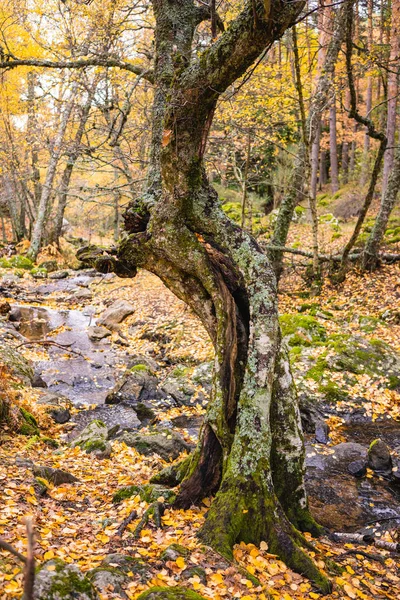 Árbol con tronco retorcido en un abedul — Foto de Stock
