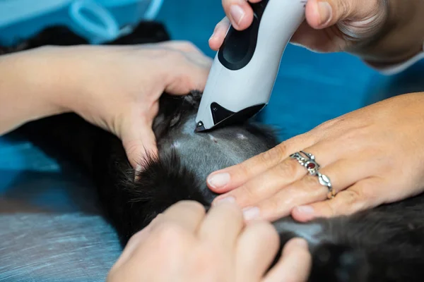 Ξύρισμα πριν από την ωοθηκυστερεκτομή της γάτας — Φωτογραφία Αρχείου