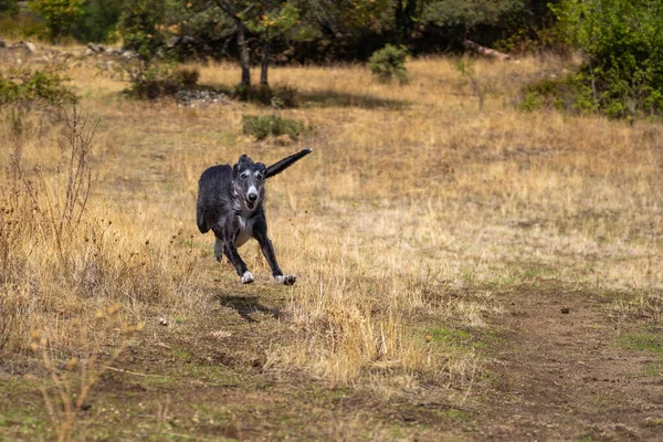 Black greyhound at full speed in a meadow — ストック写真