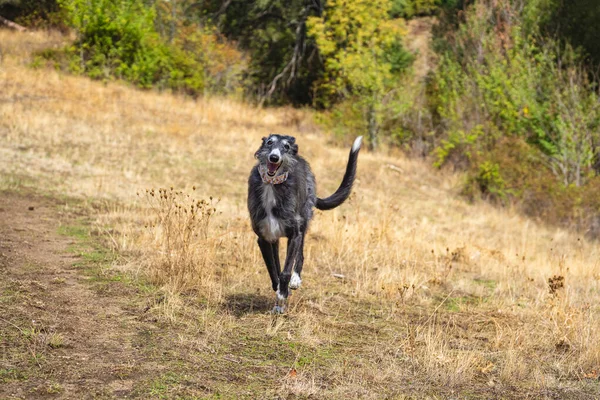 Chien-gris noir à pleine vitesse dans une prairie — Photo