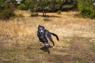 Siyah tazı çayırda son sürat ilerliyor.
