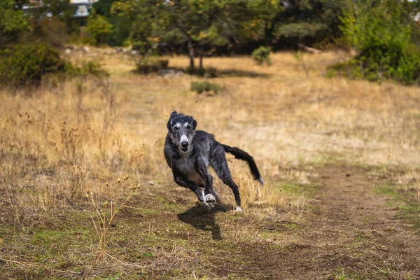 Black greyhound at full speed in a meadow — Stock Photo, Image