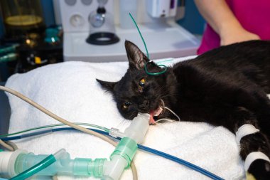 Bir kedinin içinde T-ayre devresi