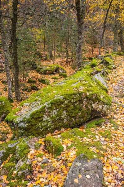 Una roca cerca de un camino en un bosque de abedules — Foto de Stock