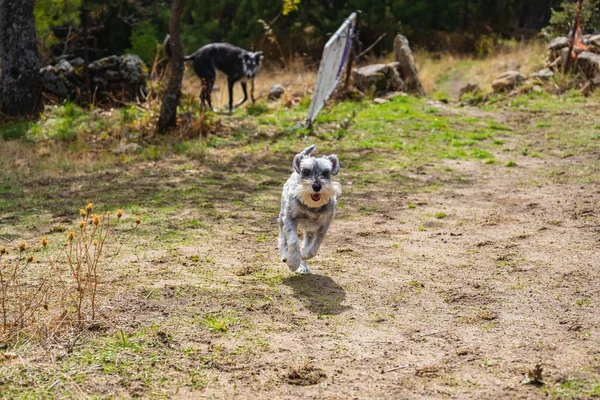 Miniatur schnauzer berjalan di padang rumput — Stok Foto