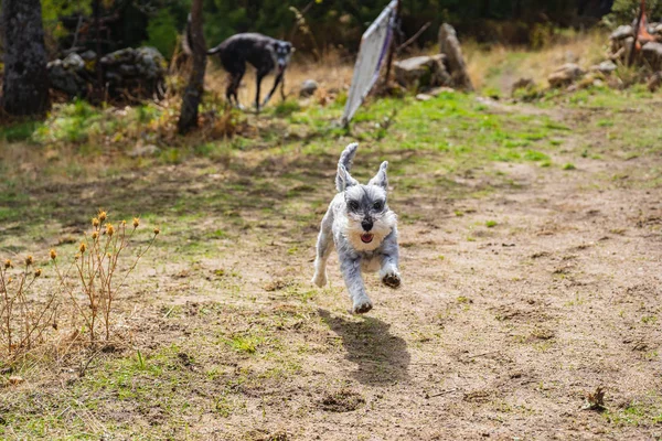 Miniatur schnauzer berjalan di padang rumput — Stok Foto