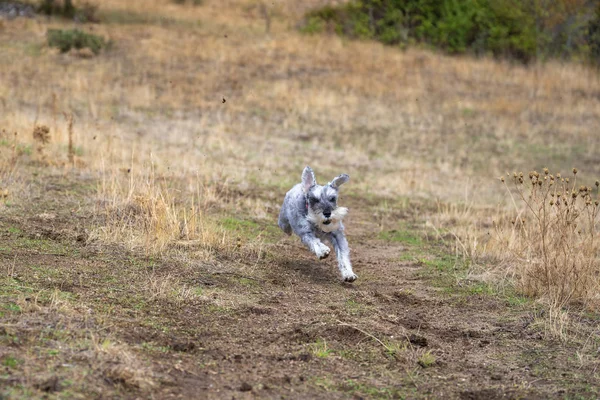 Schnauzer miniature courant dans la prairie — Photo