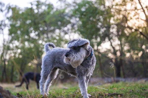 Miniature schnauzer in the meadow — Stock Photo, Image