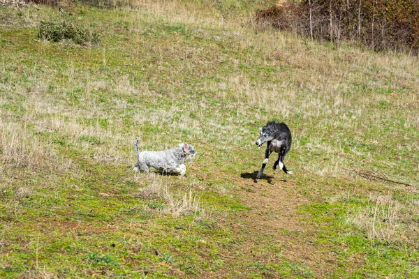 Černý chrt a miniaturní knírač v plné rychlosti — Stock fotografie