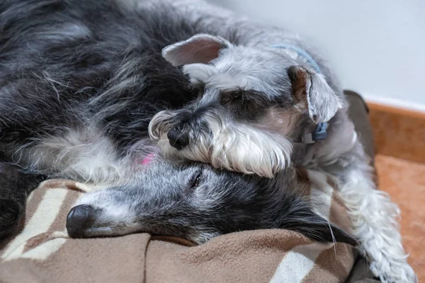 Dua anjing tidur di atas satu sama lain — Stok Foto